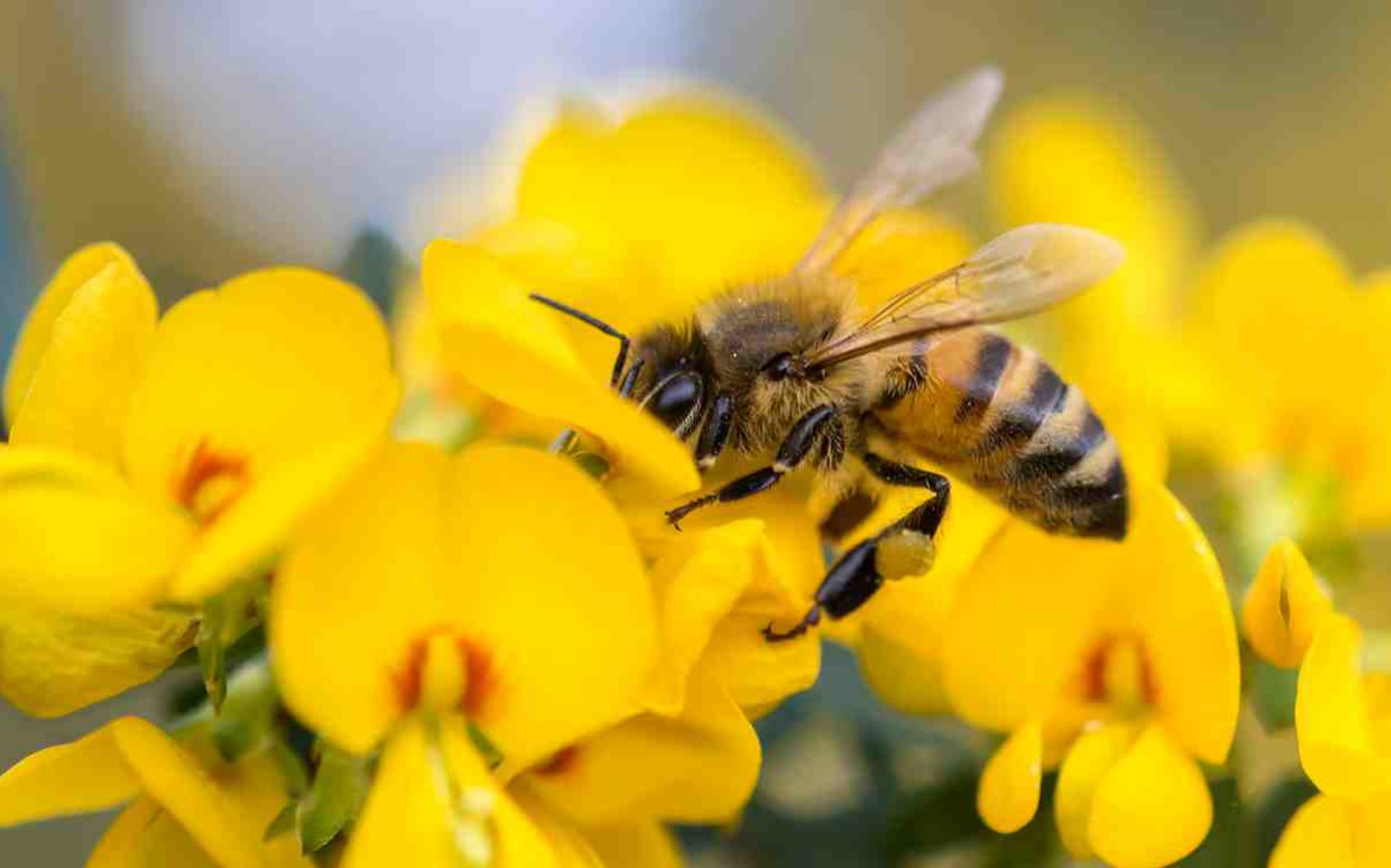 Co jste nevěděli o včelách