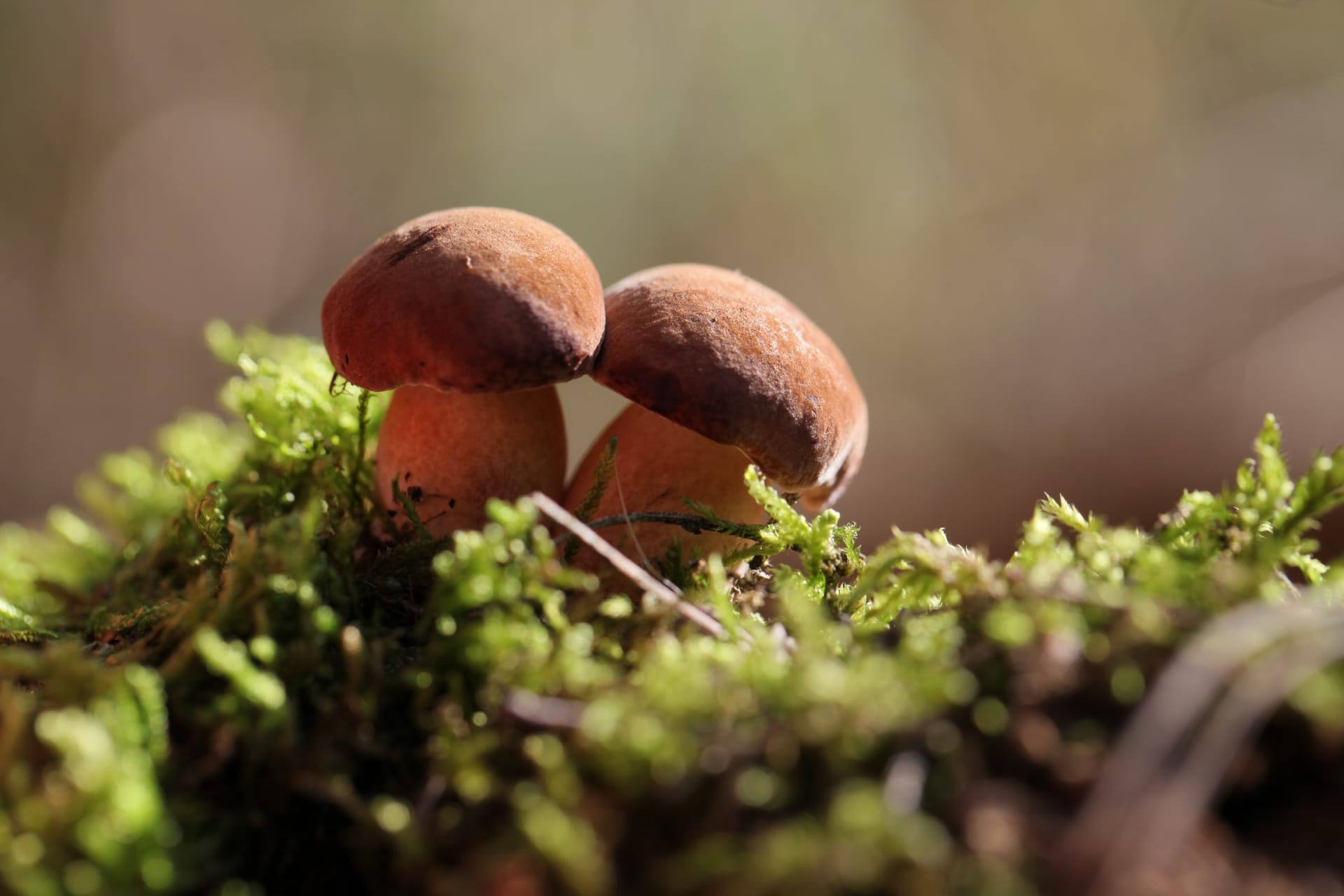Jak snadno a co nejlépe zpracovat houby z lesa? 3