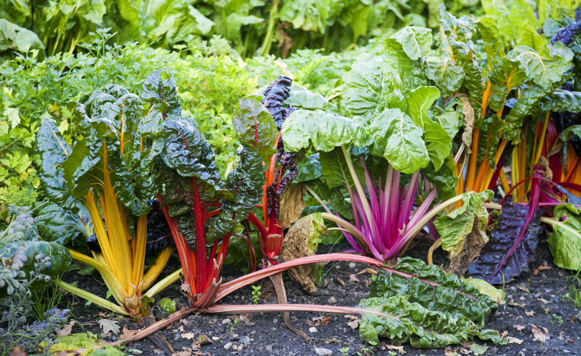 Mangold – ideální listová zelenina do letního jídelníčku září všemi barvami duhy 2