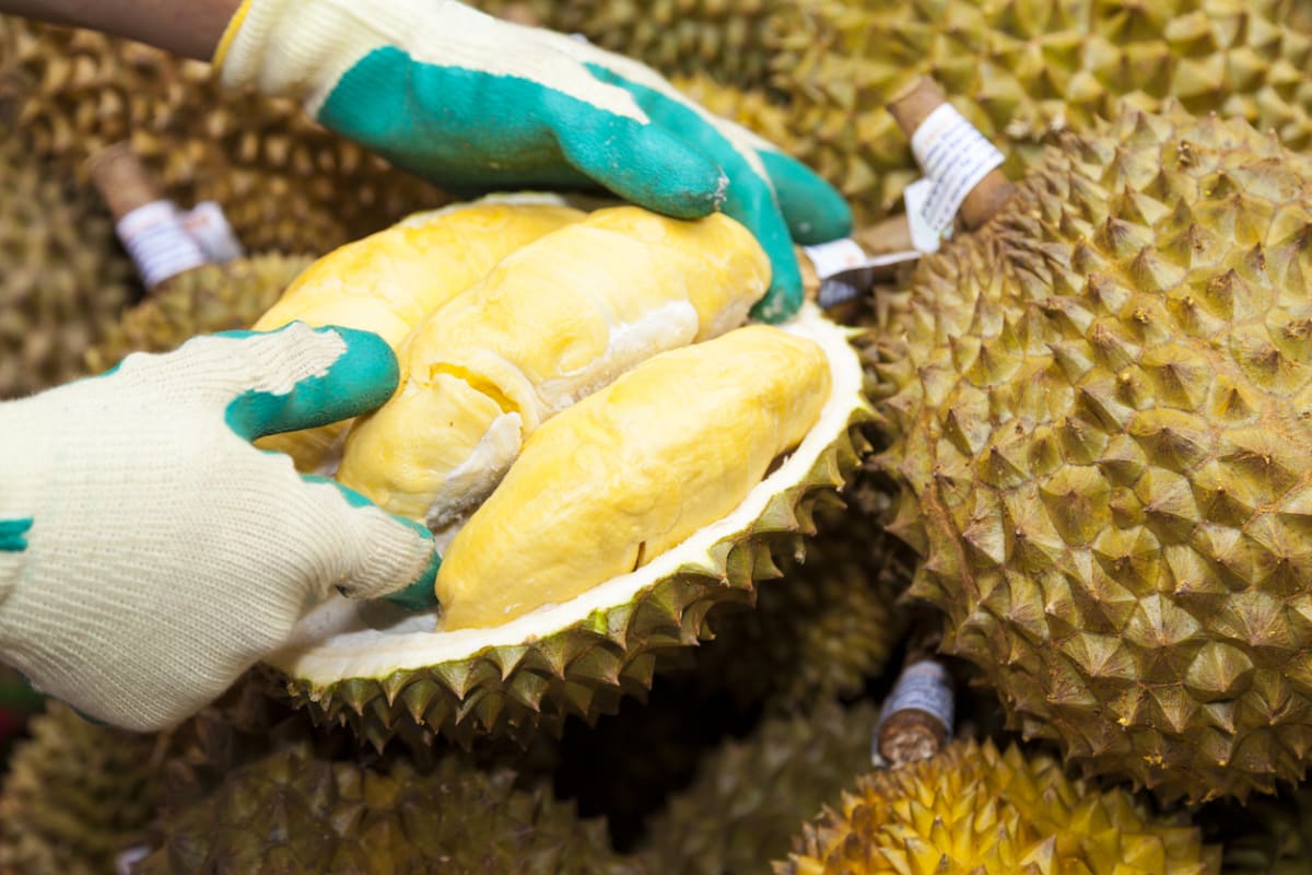 Durian je ovoce, které oplývá nepříjemným zápachem