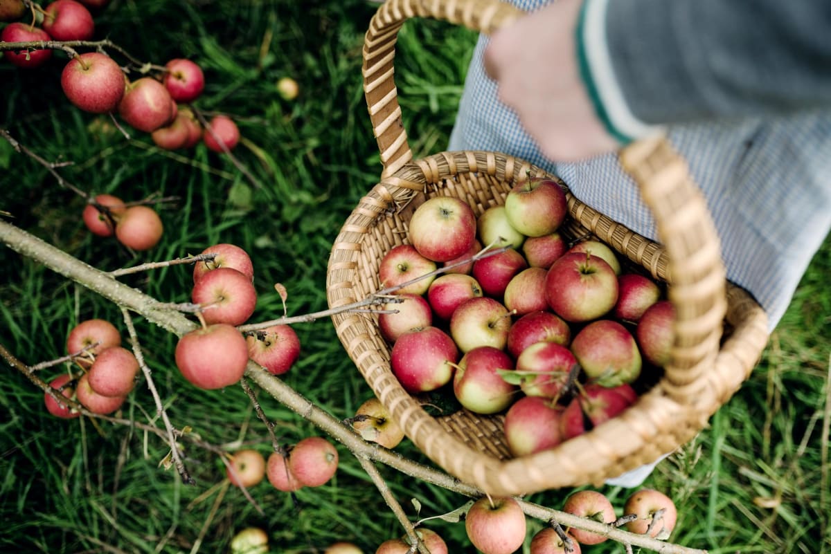 Jablka jsou na českých zahradách stále dominantní