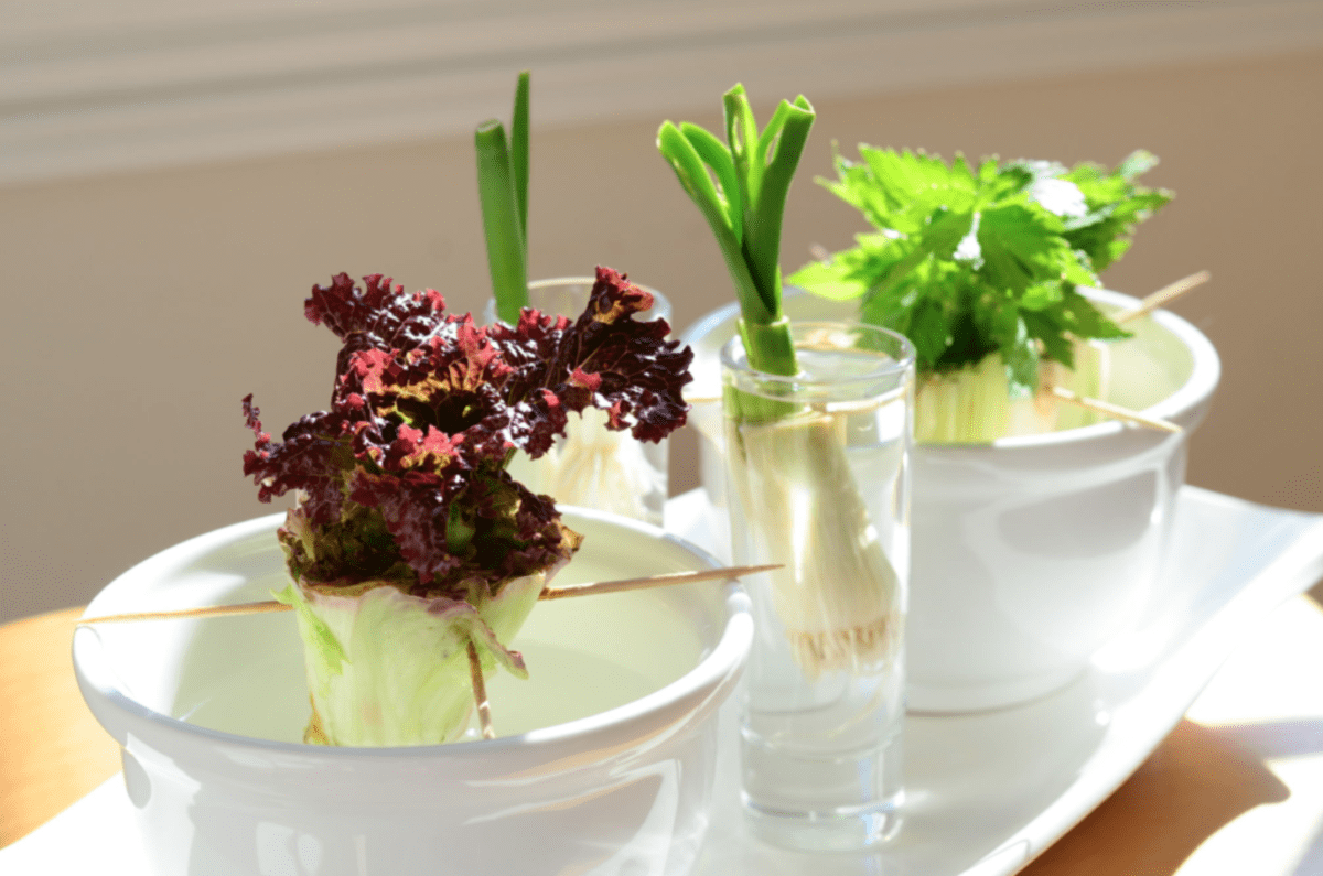 Saláty, cibule, celer nebo zázvor - voda probudí odřezky k životu
