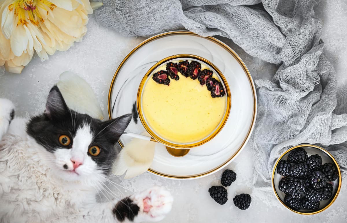Domácí vanilkový pudink podle Cat & Cook
