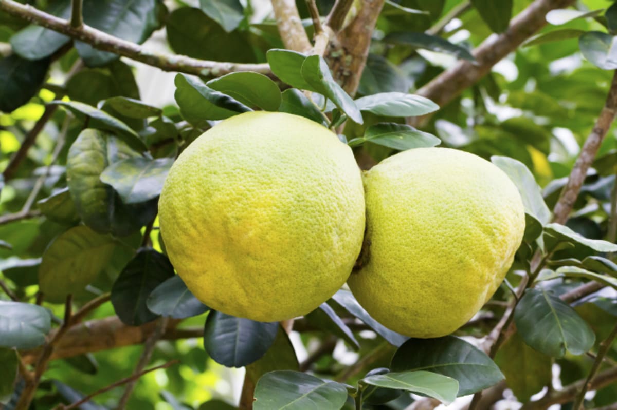Největší citrus na světě