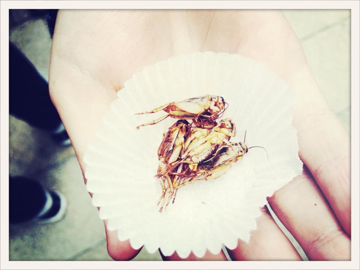 Smažení cvrčci v rukách mého syna... Snědl všechny :)