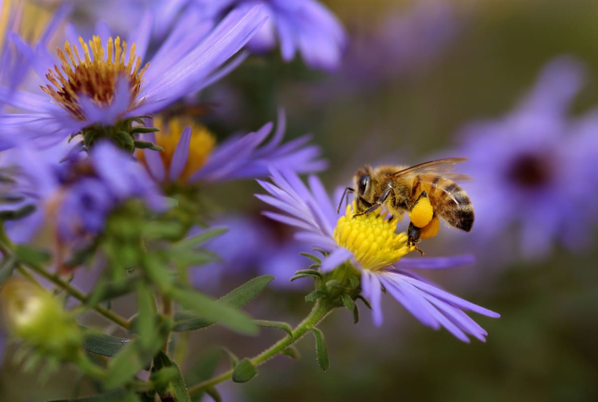 Bez včel bychom neměli celou řadu rostlin.