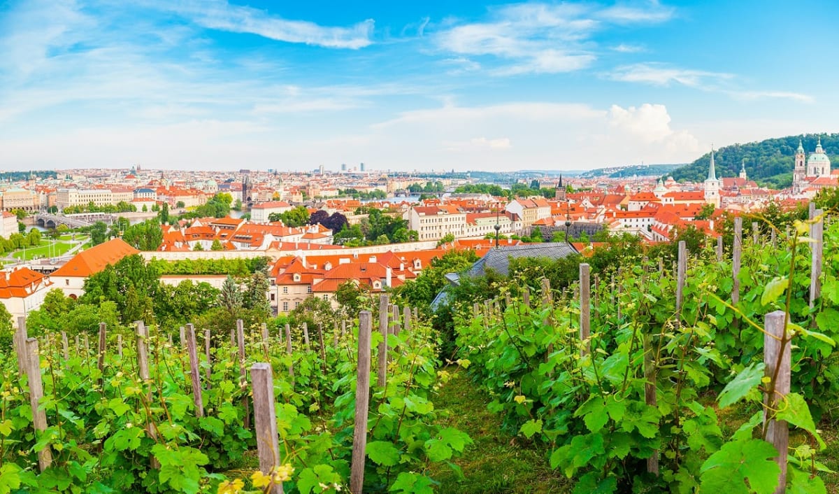 Svatováclavská vinice v Praze