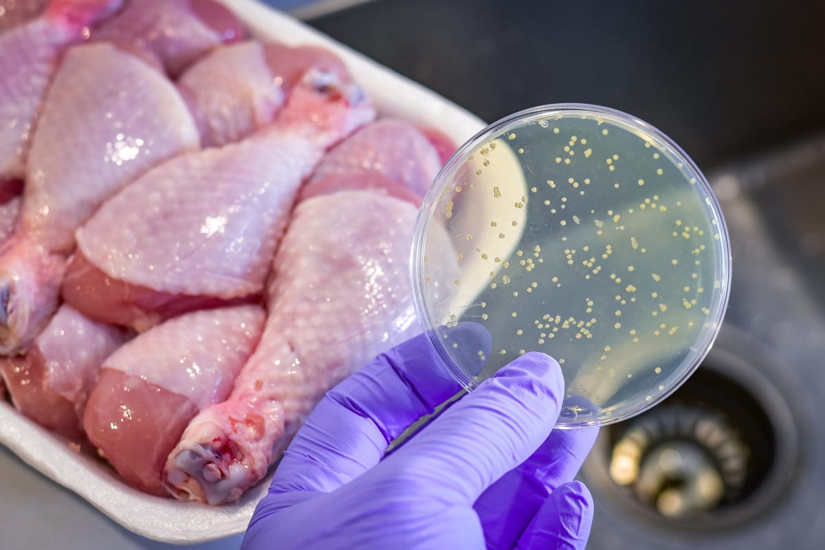 Chicken meat can cause us serious health problems