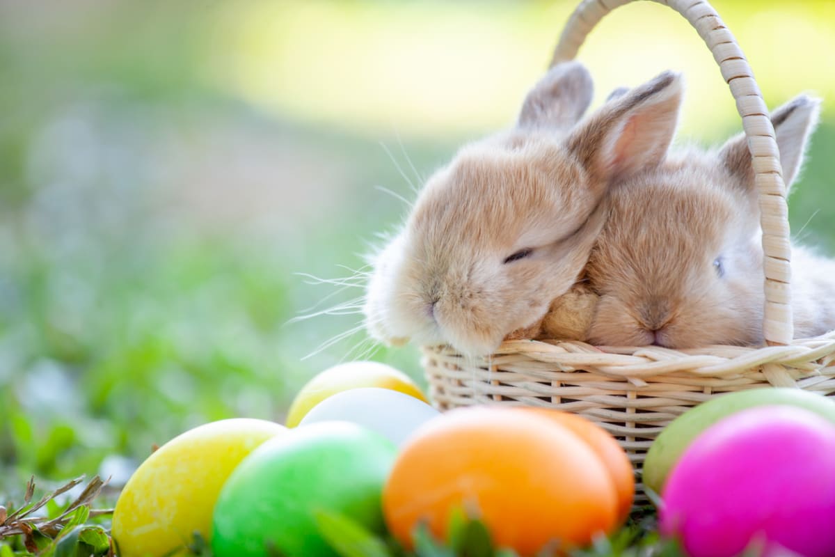 Velikonoční zajíc skrývá hlubokou symboliku