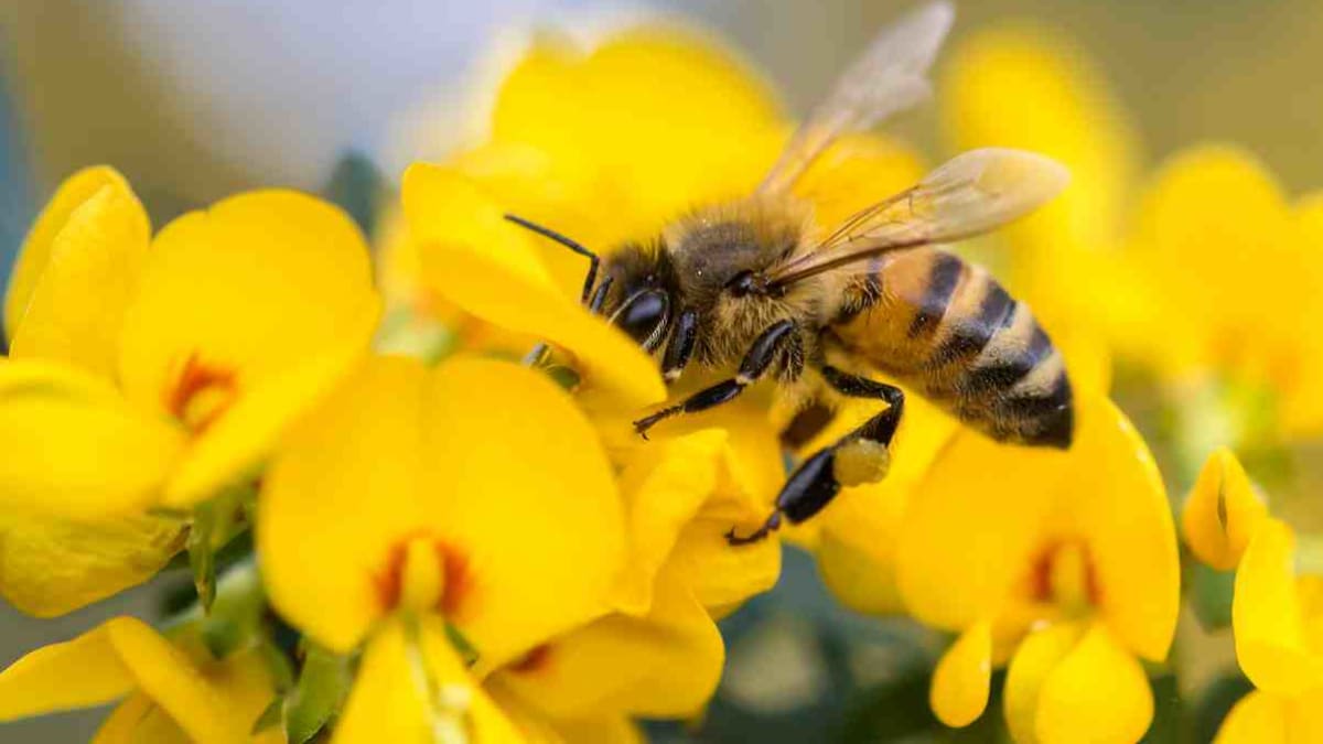 Co jste nevěděli o včelách