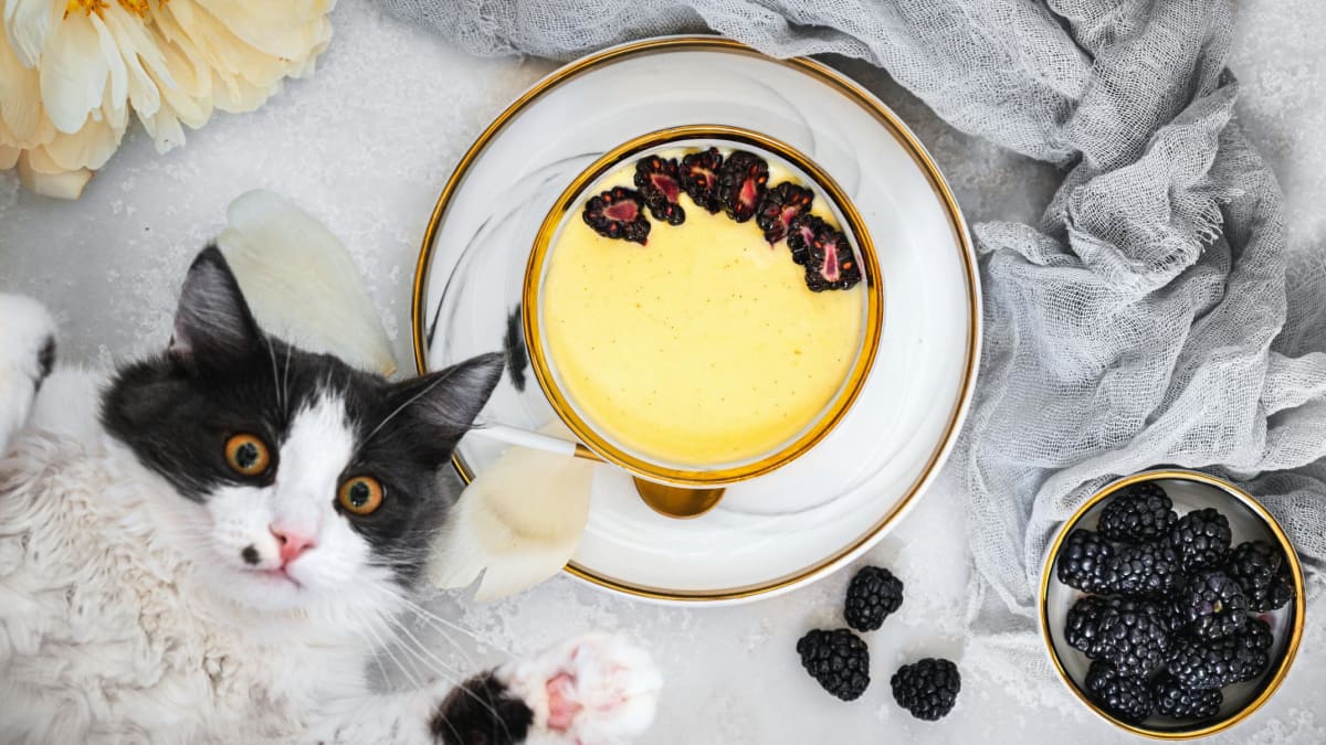 Domácí vanilkový pudink podle Cat & Cook