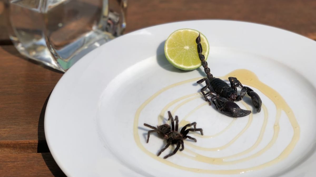 Nebude chybět extrémní catering ani hmyzí menu pro odvážné