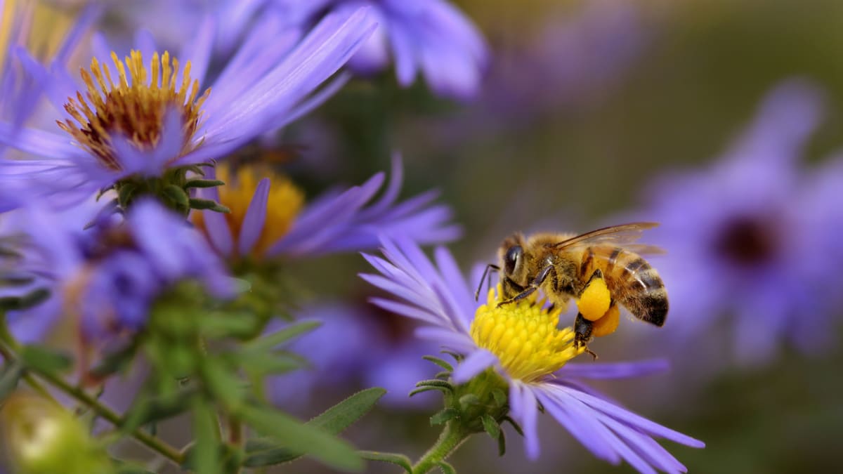 Bez včel bychom neměli celou řadu rostlin.