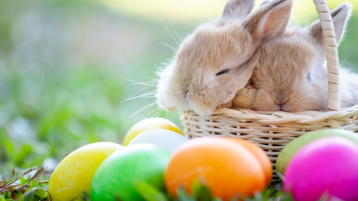 Velikonoční zajíc skrývá hlubokou symboliku