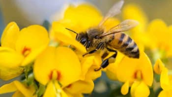 Milovníci medu zbystřete! Co jste nevěděli o včelách?