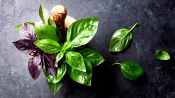Bazalka – chutná aromatická bylinka i přírodní antidepresivum