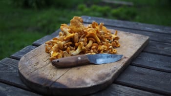 Jak snadno a co nejlépe zpracovat houby z lesa? Není to žádná věda!