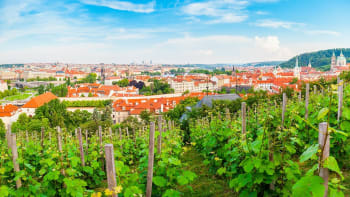 6 míst, kam se vydat za vínem v Čechách aneb Když je to na Moravu daleko