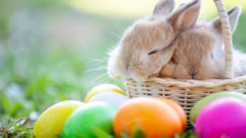 Zajíc byl symbolem nejhoršího lidského hříchu. Proč nosí na Velikonoce vajíčka?