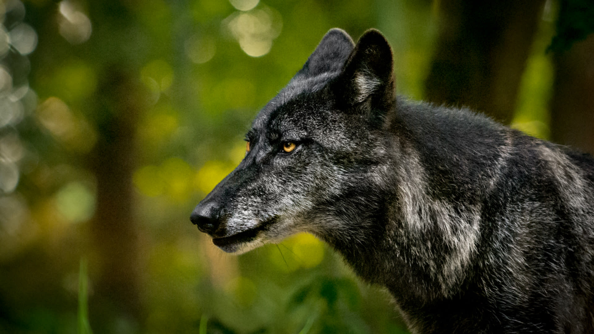 Černý vlk