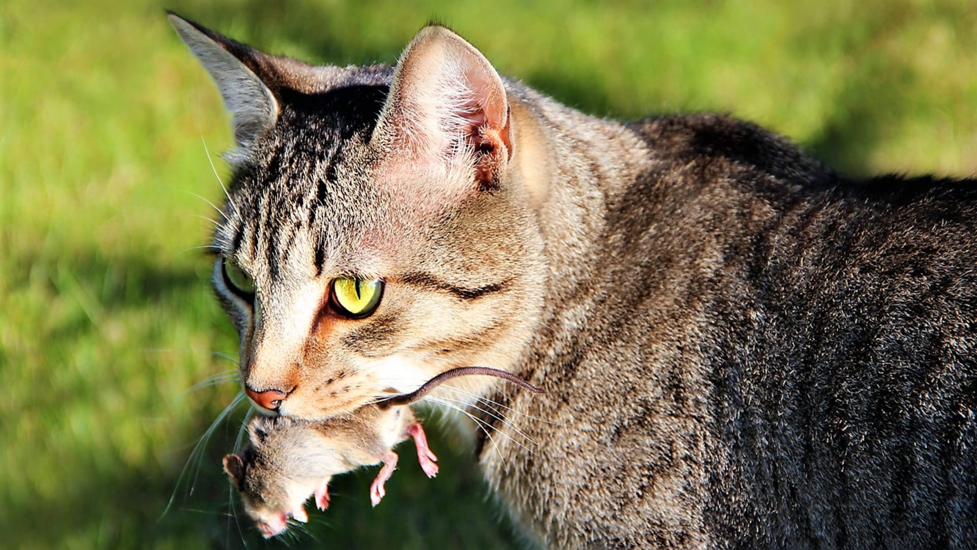 Z domácích zvířat je nejznámějším predátorem myší bezesporu kočka.