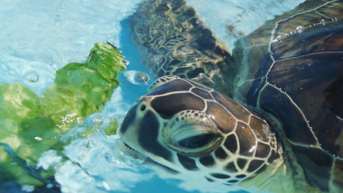 Podle odborníků může klimatická změna zničit floridskou populaci želv.