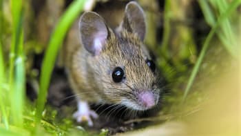 Vyžeňte myši ze zahrady, nepusťte je do domu. Dá se to zvládnout bez krutých pastí a návnad