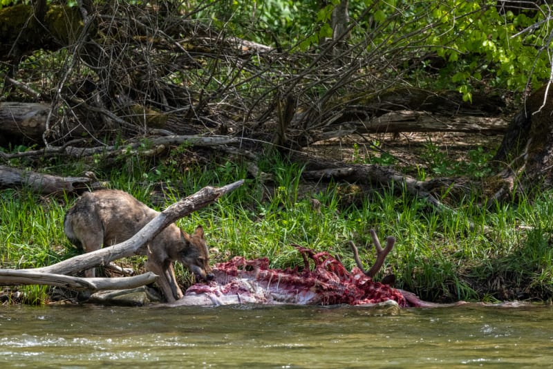 Vlk požírající mrtvého jelena