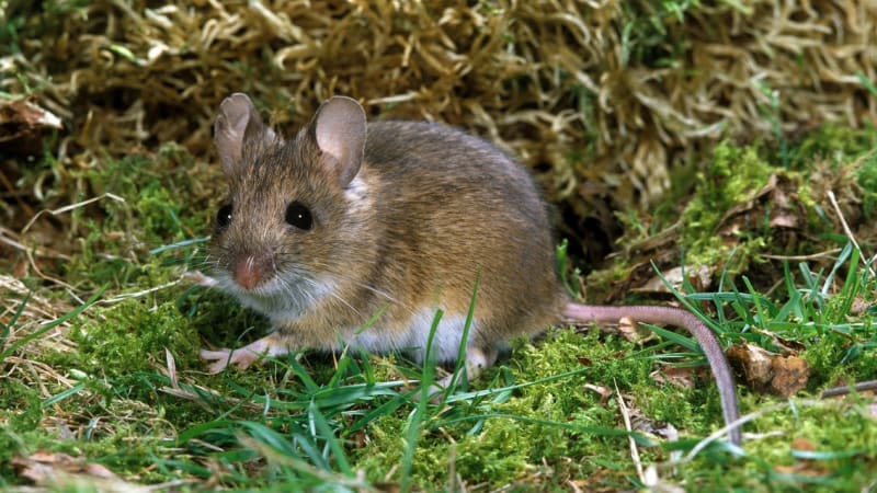 V zahradách se často pohybuje taky myšice křovinná, dříve myš lesní (Apodemus sylvaticus), která měří 8–11 cm, ocas má 7–10,5 cm dlouhý, srst na hřbetě  hnědou až rezavou, břicho světlejší, špinavě šedé. 