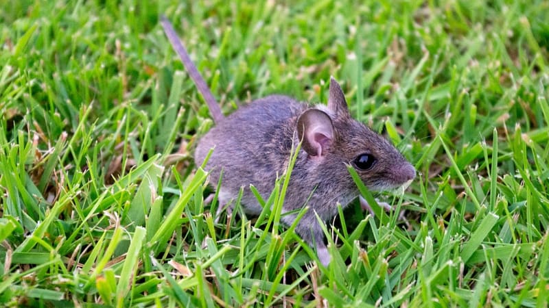 Myš domácí ((Mus musculus) je všežravý hlodavec s velkýma černýma očima, má poměrně, velké uši a dlouhý (5–7 cm ) ocas málo porostlý chlupy. Myš dorůstá až do 10 cm, má barvu hřbetu v odstínech šedé, břicho světlejší a páchne myšinou. 