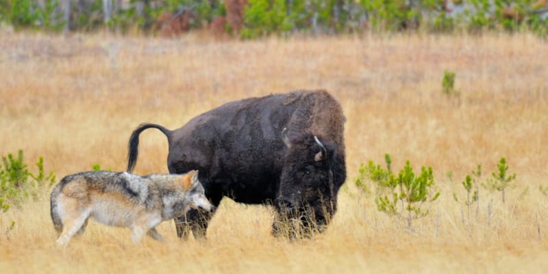 Vlk zaútočí i na bizona