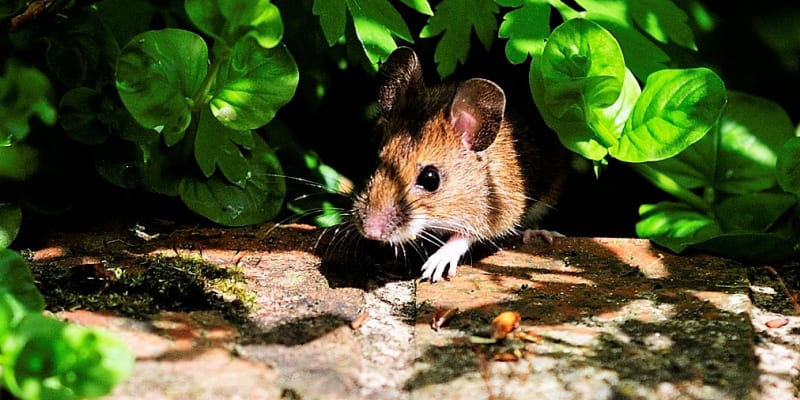 Dalším neméně důležitým důvodem, proč se zbavit myší je, že s koncem léta a začátkem podzimu kvůli potravě a teplému úkrytu neváhají vstoupit do domu nebo chalupy, kde dokážou napáchat  neméně škody. Okousané potraviny, nepříjemný zápach a množství drobného trusu – to jsou nejnepříjemnější aspekty přítomnosti myši v domě. 