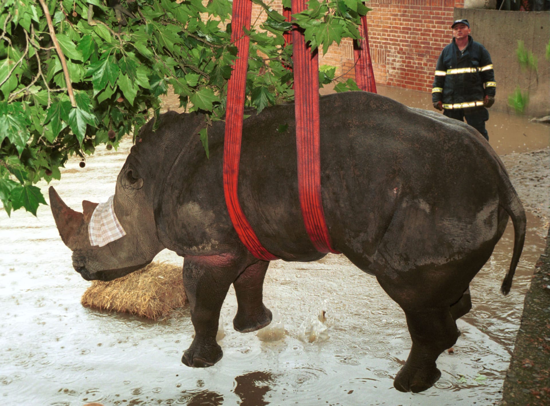 Záchrana nosorožce při povodních z roku 2002