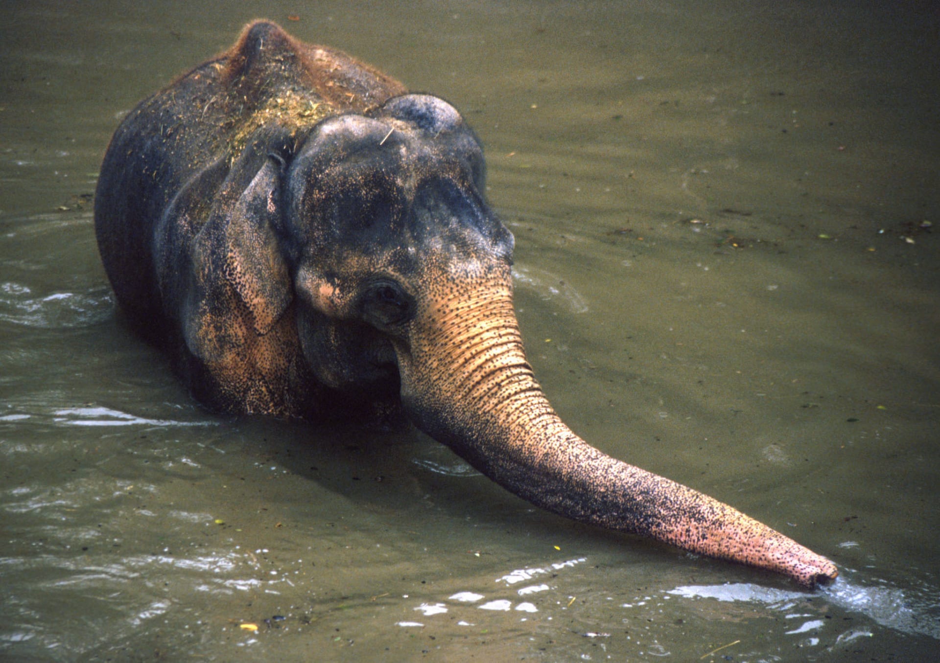 Slon Kádir při tragických povodních z roku 2002