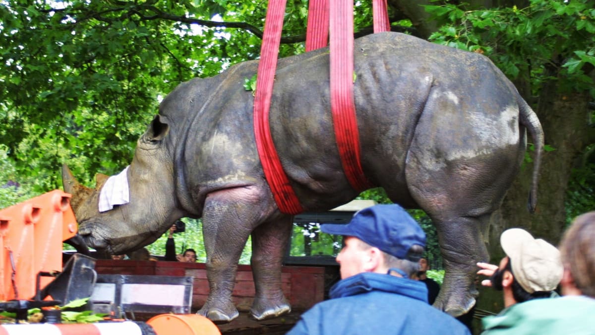 Evakuace nosorožce z pavilonu v roce 2002