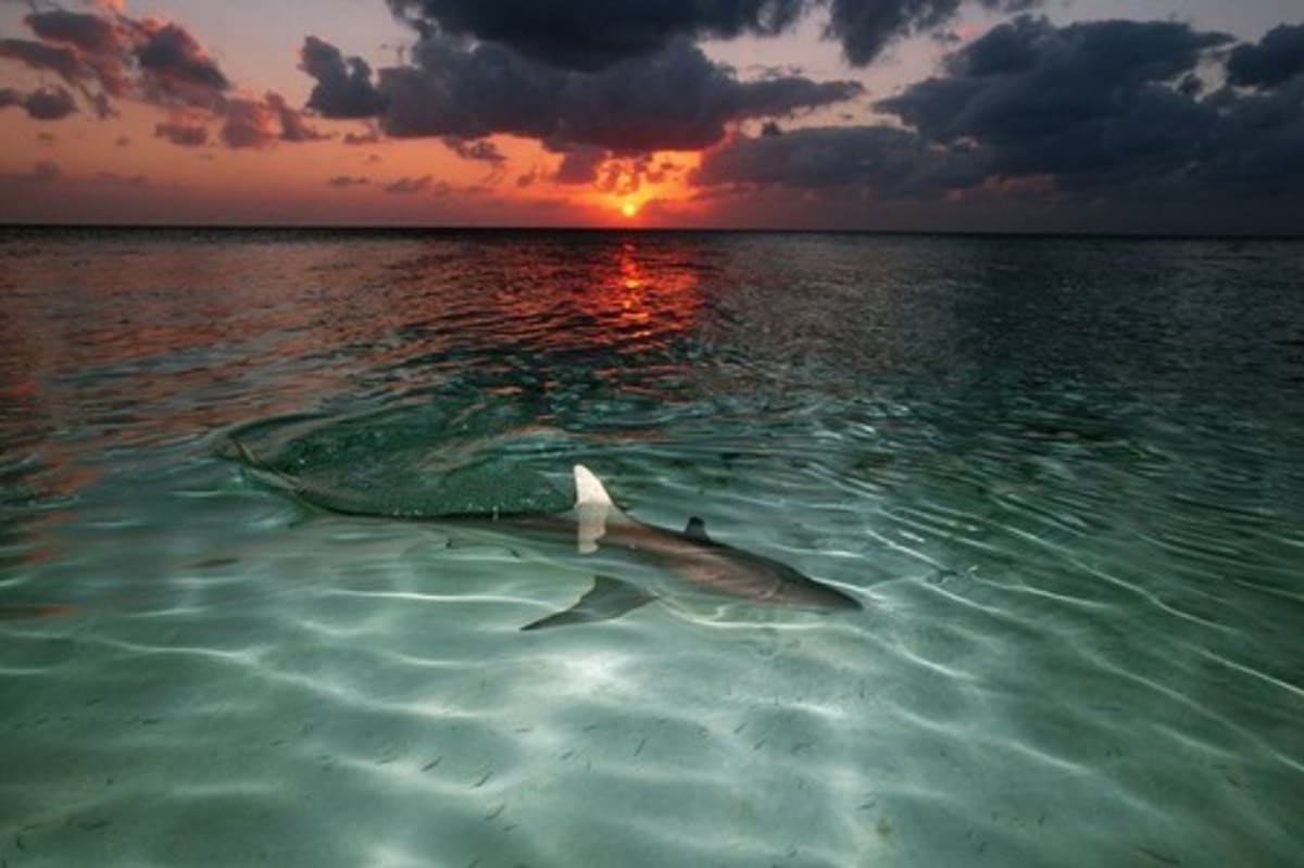 Po ztroskotání čelili rybáři žralokům i medúzám. (Ilustrační foto)