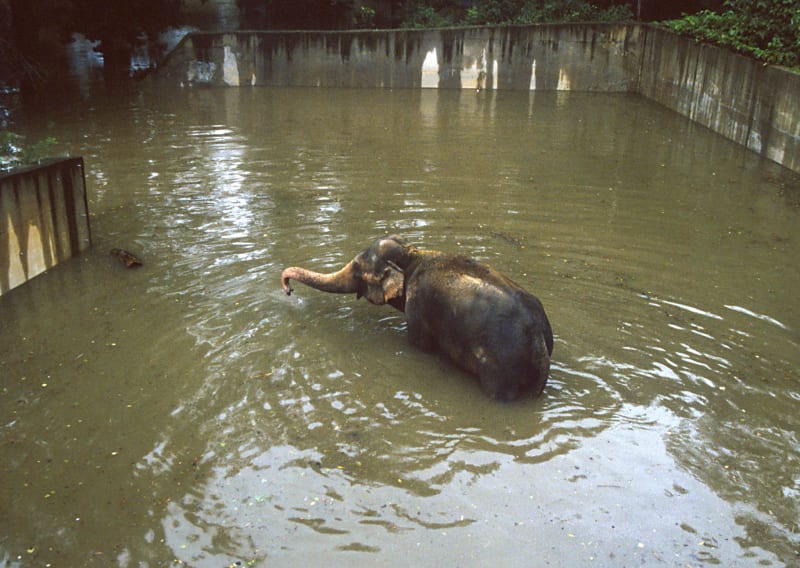 Slon Kádir při tragických povodních z roku 2002