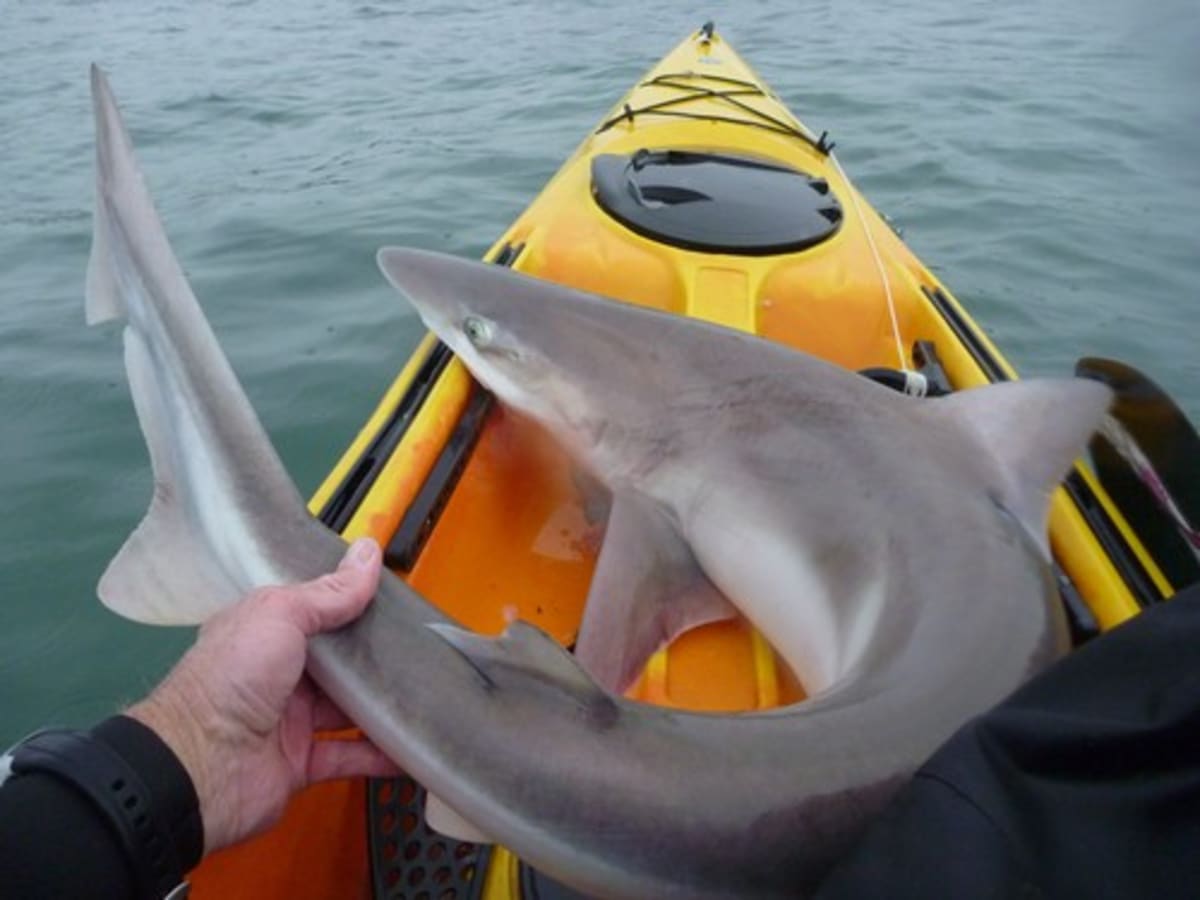 Rupert Kirkwood na palubě svého kajaku v roce 2011 „uvítal“ i malého žraloka