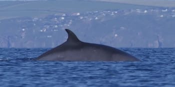 Horor ve vlnách: Vyděšení plavci prchali před velrybí ploutví, jinde útočil skutečný žralok