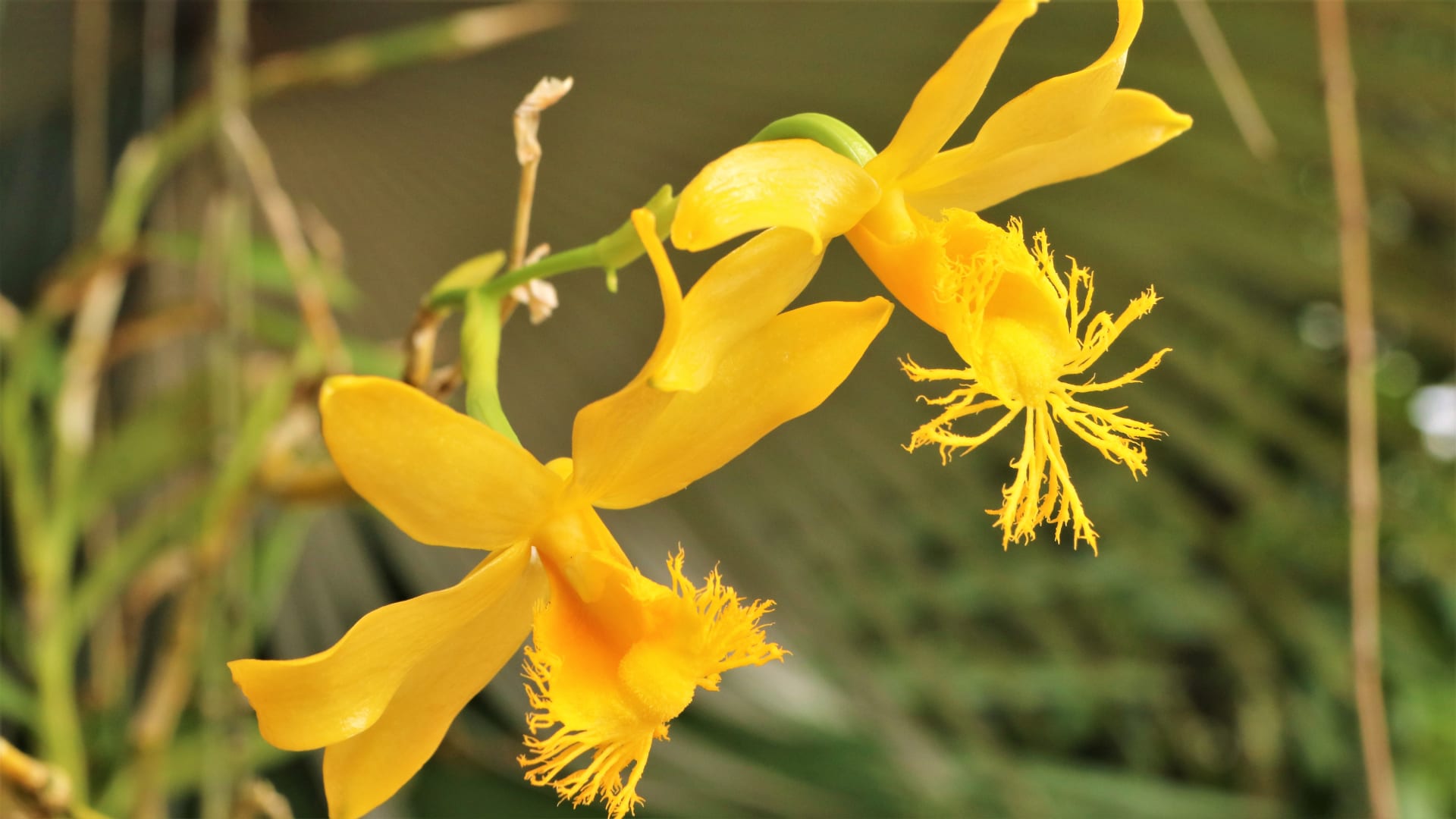 Orchidej  Dendrobium brymerianum je doma v jihovýchodní Asii. Většina z téměř 1600 druhů dendrobií kvete na jaře, tento druh nám však dělá radost v létě. Zářivě žluté květy zaujmou roztřepeným pyskem, který vypadá jako krajkový.