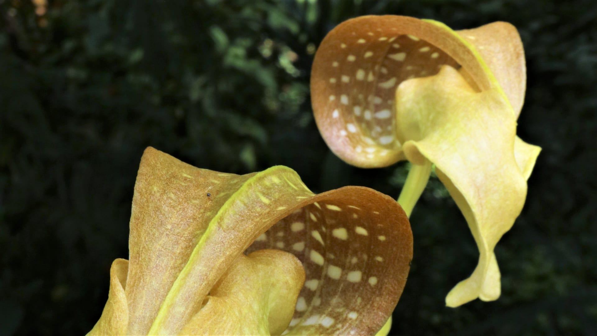 Orchidej Bulbophyllum grandiflorum z ostrova Nová Guinea, které má jedny z největších květů v rodu, ty jsou navíc velmi zvláštního, bizarního tvaru. Květ trochu připomíná hlavu kobry nebo vetřelce, který vás pozoruje – působí znepokojivě, jako by do našeho světa příliš nepatřil.