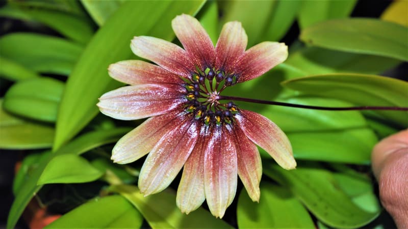 Orchidej Bulbophyllum  lepidum:  Květenství vytváří hezké úhledné vějířky květů mnoha odstínů  béžově hnědé barvy. Tuto orchidej opylují různé tropické mouchy a květy je lákají vůní – někdy připomínající ovoce, ale většinou je to spíše pach zkaženého masa nebo lejna, což mají mouchy rády.