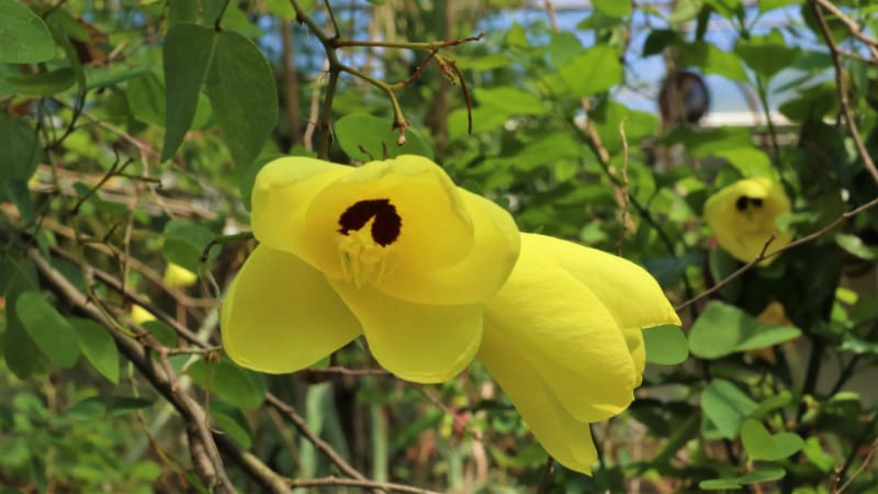 Bauhinia tomentosa: Orchidejový, stálezelený tropický strom s půvabné žlutými květy okouzlí vskutku každého