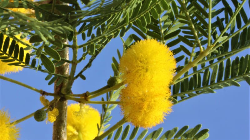 V části suchomilných rostlin tropického skleníku Fata Morgana v létě kvetou nejrůznější dřeviny, například akácie (Acacia karoo). 