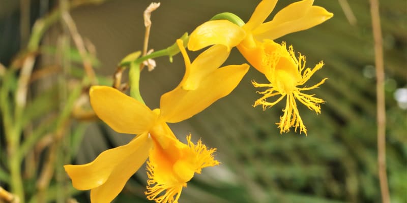 Orchidej  Dendrobium brymerianum je doma v jihovýchodní Asii. Většina z téměř 1600 druhů dendrobií kvete na jaře, tento druh nám však dělá radost v létě. Zářivě žluté květy zaujmou roztřepeným pyskem, který vypadá jako krajkový.