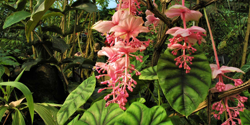  Medinilla magnifica pochází z Filipín. Rostlina je nápadná bizarním květenstvím s velkými narůžovělými listeny.  
