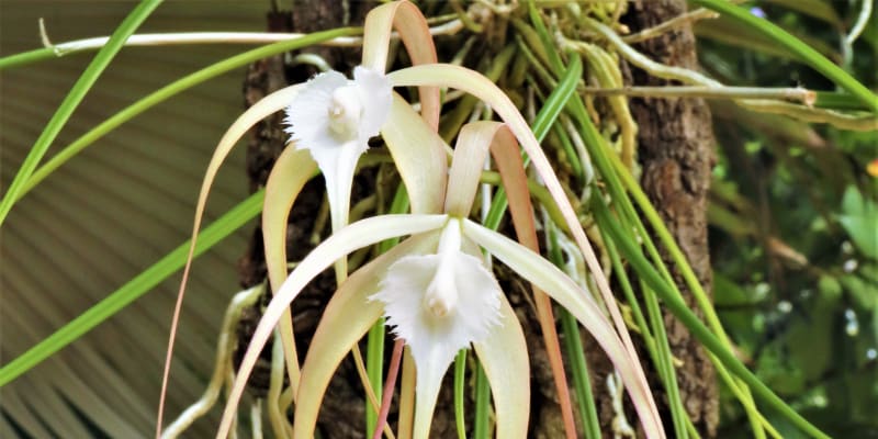 Orchidej Brassavola cucculata: Jemné bílé květy vyhlížejí jako křehcí pavoučci. Protažené cípy okvětních lístků v elegantních obloucích rámují střed květu. Tahle slunomilná orchidej pochází z karibských ostrovů, Kolumbie a Venezuely.