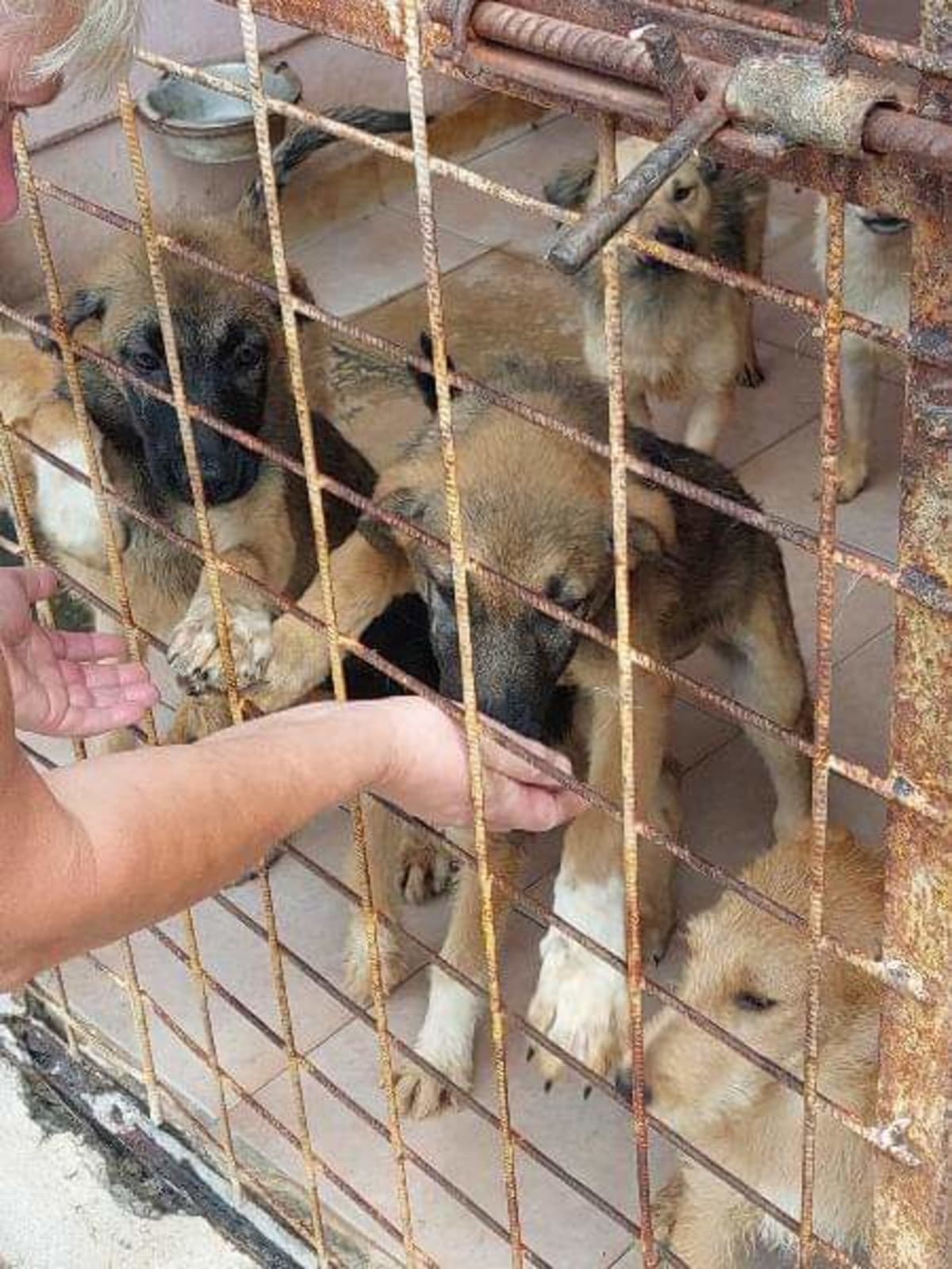 Drsný osud psů v Rumunsku