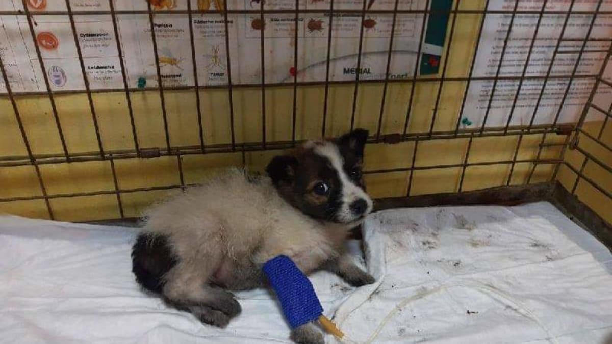 Drsný osud psů v Rumunsku
