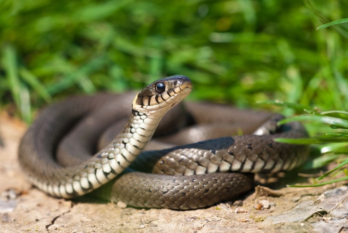 Dvaceticentimetrový had kousl dvouletou holčičku. Ona pak na oplátku kousla jeho.